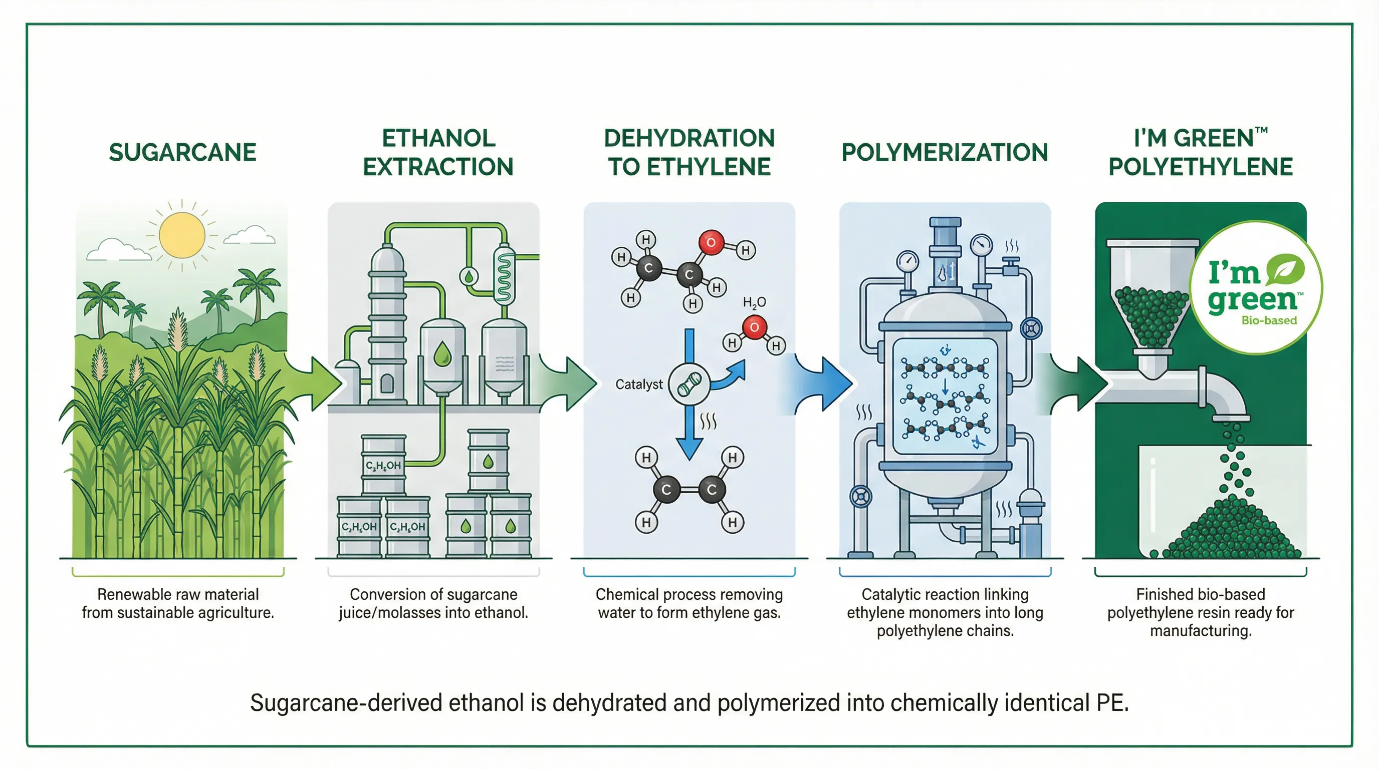 Bio-PE supply chain from sugarcane to packaging